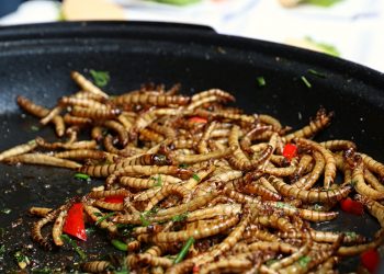 Rest Easy, Citizens of Europe, Mealworms are Safe to Eat