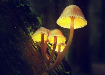 Magic Mushrooms Start Growing in Man’s Blood After Mushroom Tea Injection