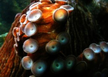 Octopuses Like to Sucker Punch Fish – Just to be Jerks