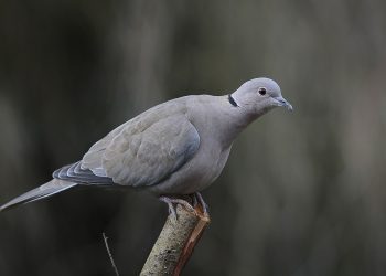 Australia Nearly Executes Pigeon for the Sin of Being American