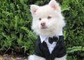 10 Crazy Rich Pets: Part I