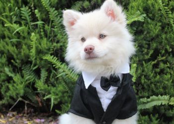 10 Crazy Rich Pets: Part I