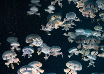 Life Finds a Way Beneath Antarctic Ice Shelf