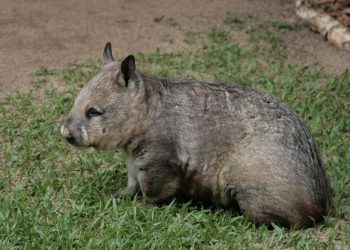 Wombats Have Cube-Shaped Poop – Scientists Now Know Why