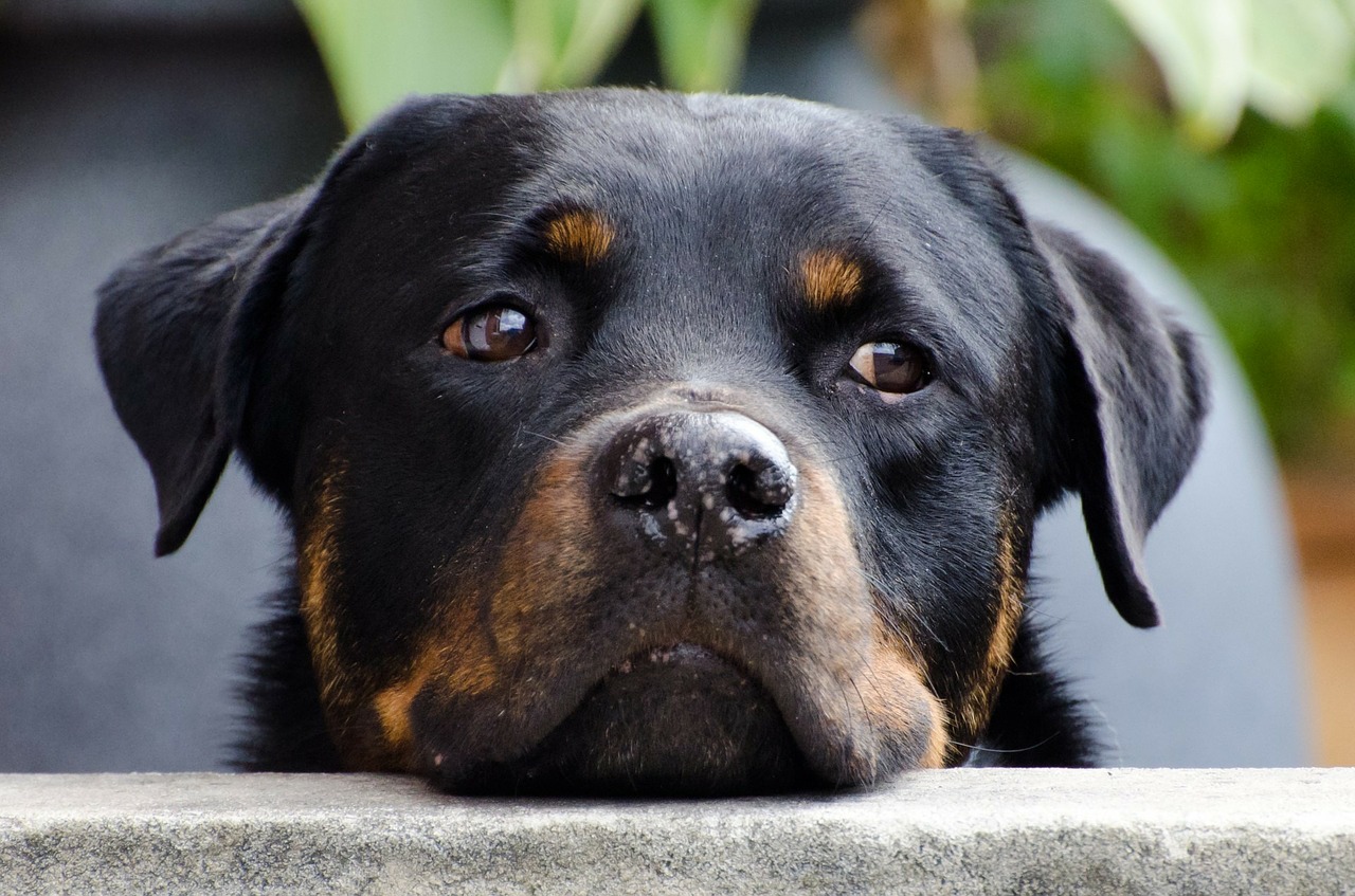 Chinese Zoo Visitors Find Rottweiler Posing as a Wolf - Oddee