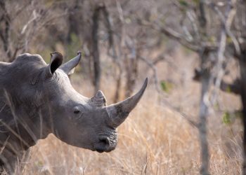 Hanging Rhinos Upside Down from Helicopters is the Best Way to Save Them, Study Finds