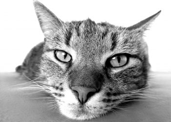 Lost Cat Follows and Hangs Out With Hikers