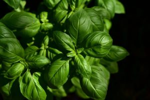 basil 3532424 1920