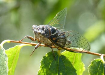 Psychedelic Fungus Causes Cicadas’ Butts to Fall Off and Takes Their Place
