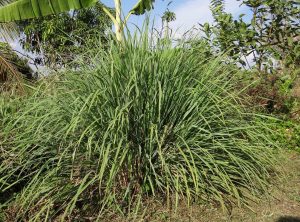 cymbopogon 272641 1920