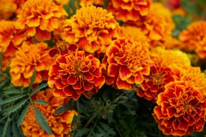 flower 2469091 1920