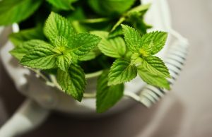 peppermint 2496363 1920