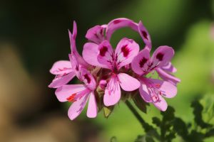 rosengeranie 4277929 1920 1