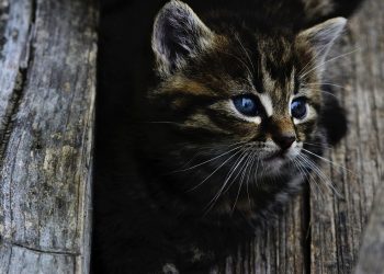 Kitten Born Without a Butthole Gets One Grafted in Surgery