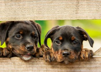 Study: Puppies Know from Birth How to Communicate with People