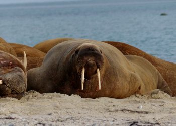 5 Stories That Show Why You Should Leave Wild Animals Alone