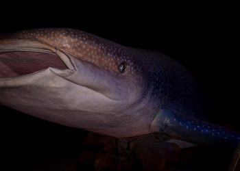 7 Most Bizarre Living Shark Species