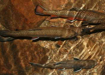 Junkie Pee is Turning Trout into Meth Heads