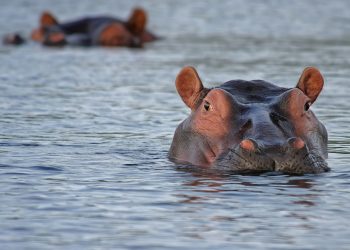 US Recognizes Pablo Escobar’s Cocaine Hippos as People