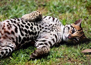 Scientists Ship Ocelot Balls from Texas to Ohio to Try and Save the Species