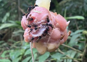 Can’t Bee-t Meat: Bees Feasting on Rotting Flesh Mystify Scientists