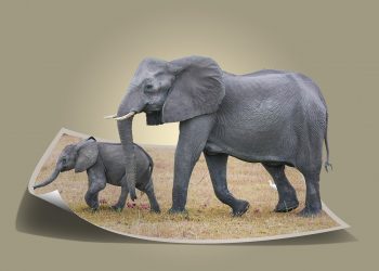 The Largest Living Organisms on the Planet