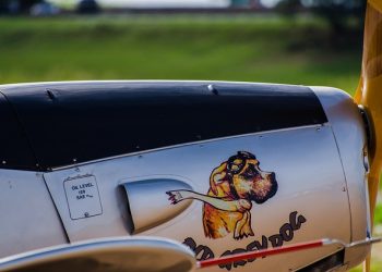 Everything to Know About Flying with Your Dog