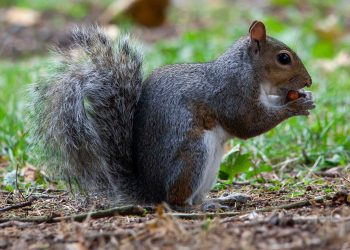 Squirrel That Terrorized UK Town Meets Its Maker