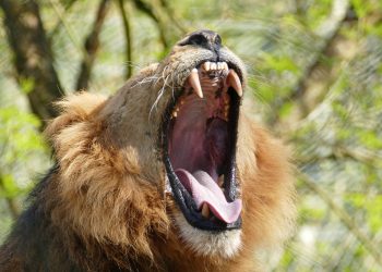 8 of the Most Hardcore Animals in the World