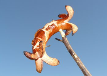 Rescuers Lead Stranded Dog to Safety by Dangling Sausage from Drone