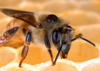 Last Summer’s Heatwave Made Canadian Male Bees Ejaculate to Death