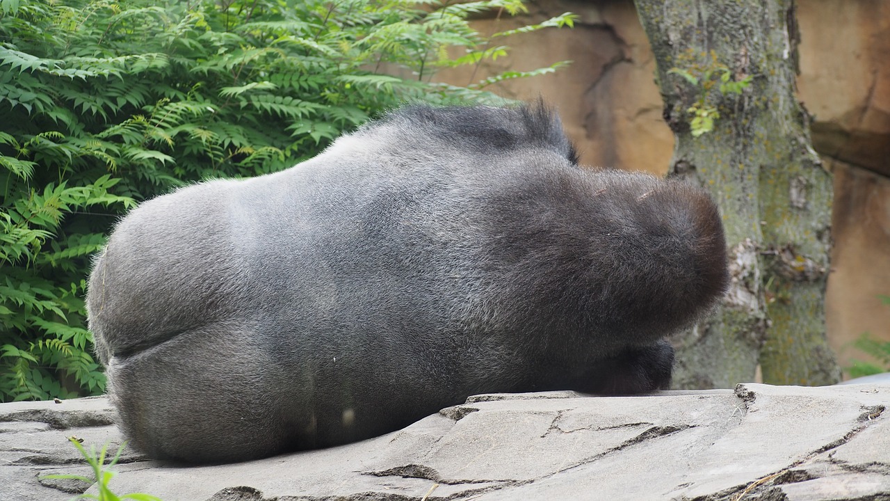 The Strangest Butts in the Animal Kingdom - Oddee