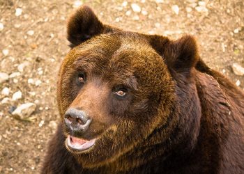 Italian Town Can’t Get Rid of Bear That Broke into Bakery