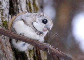 8 Cutest Animals You Didn’t Know About