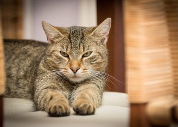 Washington City Ordered to Pay $125,000 Settlement to Cat Accused of Killing Dozens of Pets