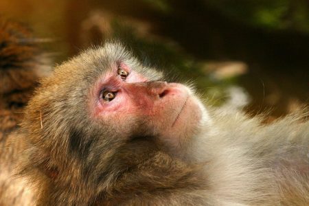 Dirty Monkey Business: Macaques Learn to Use Stones as Sex Toys - Oddee