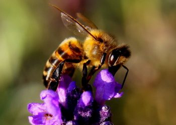Royal Beekeeper Informs Buckingham Palace Bees of the Queen’s Death
