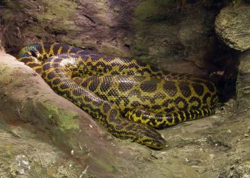 Missing Grandma Found Inside a Huge Python