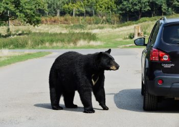 What’s Up with the Bears? Florida Bears Sleeping on Porches and Stealing Avocados
