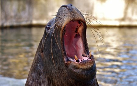 Anglers Rage as Trapped Seal Devours Fish in UK Lake - Oddee