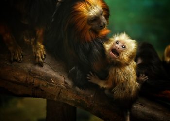 Man Jailed for Stealing Two Monkeys from Dallas Zoo — Says He’ll Do It Again