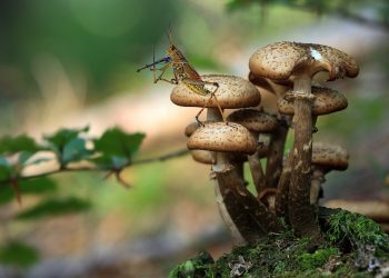 10 Amazing Animals That Know How to Use Tools