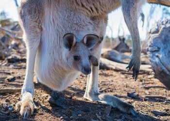 The Odd Things That Make Australia So Special