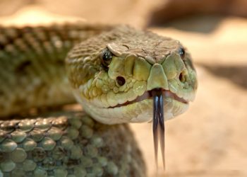 Pennsylvania Man Found Dead Among More Than 150 Snakes and an Alligator