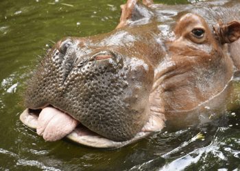 5 Reasons Why Hippos Are Bull****