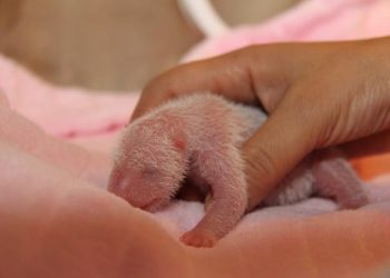 7 Baby Animals That Don’t Look Like Their Parents