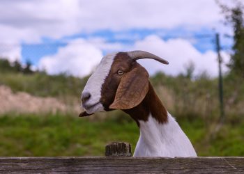 Cops and Livestock: Goats and Cows Cause Headaches and Help Police