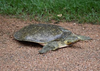 9 Bizarre Animals You Didn’t Know Existed