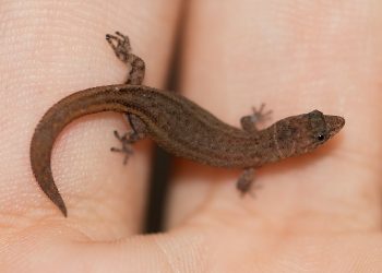 9 of the World’s Smallest Animals