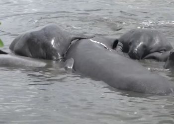 Florida Cops: Please Stop Calling Us to Interrupt Manatee Orgies
